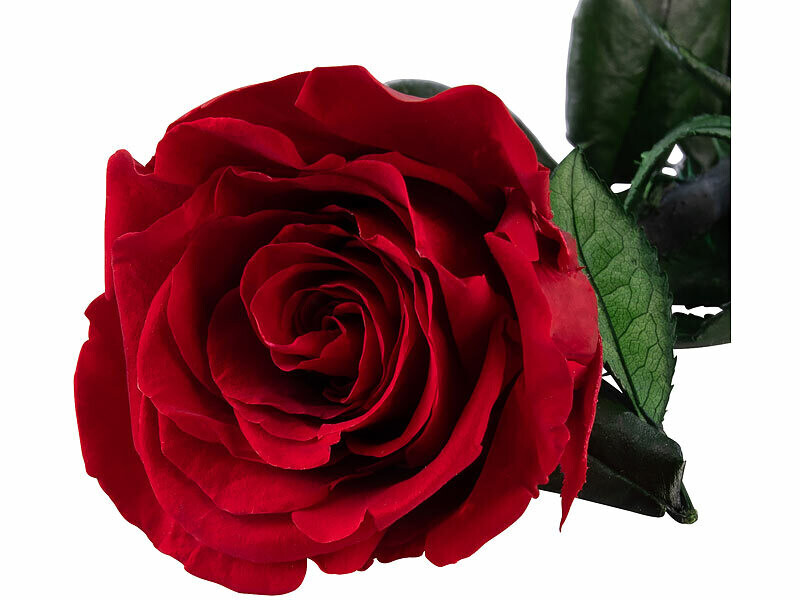 Rose éternelle Plaquée Or 24k – Rouge – Cadeau Romantique – Coffret Cadeau