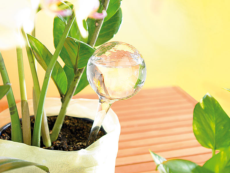 Globes d'arrosage de plantes en verre - 3 pics d'arrosage auto