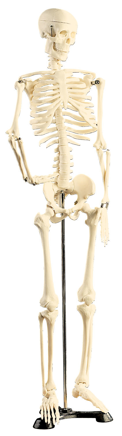 Squelette anatomique humain avec socle - 85 cm - Squelettes anatomiques -  Robé vente matériel médical